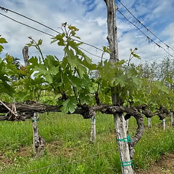 2fabricijo wines bewine 1
