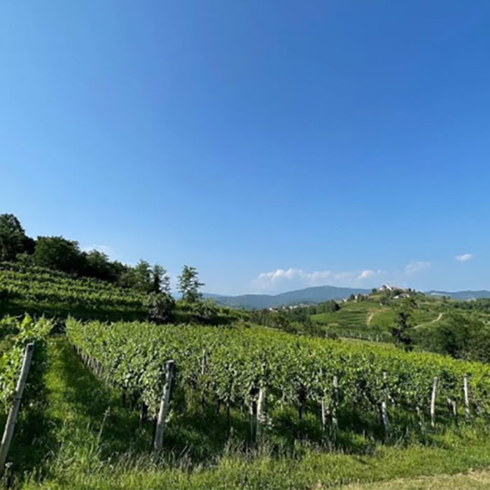 4fabricijo wines bewine 7